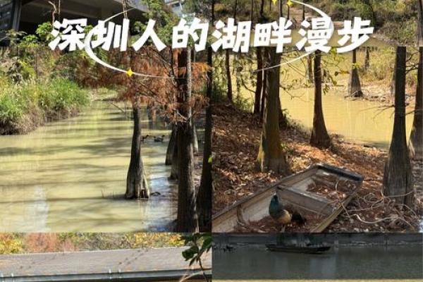 适合木虎命的人居住城市推荐:寻找心灵的栖息地 适合木虎命的人居住城市推荐:寻找心灵的栖息地