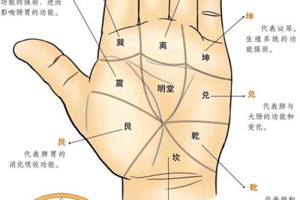 手相纹路解析:发现你命运的秘密之窗 手相纹路解析:发现你命运的秘密之窗