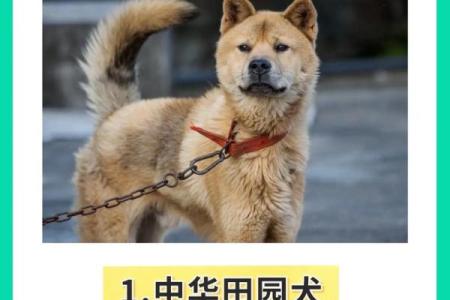 秋天的狗：灵性与命运的深度解读