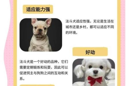 92年属狗人的命运与性格解析：和谐与挑战并存的生活旅程