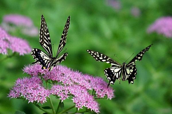 探秘双飞蝴蝶命：命运的柔情与优雅