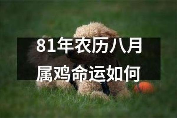 戊午年属鸡命理解析：如何把握命运与人生方向