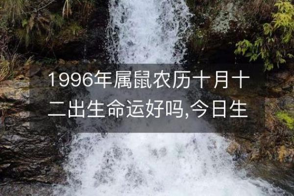 1996年生肖解析：走进属鼠之人的命运与个性之旅