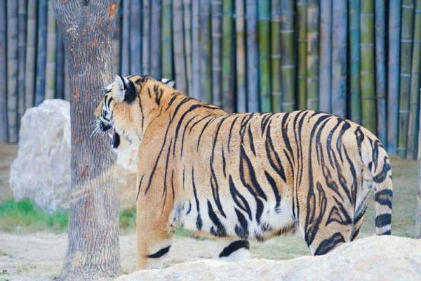 大金虎:命运与性格的奥秘解析 大金虎:命运与性格的奥秘解析