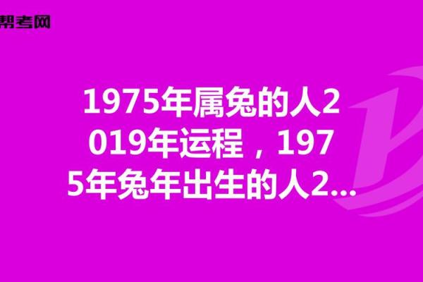 晚上出生的兔子命运解析：深夜兔子与命理的奇妙链接