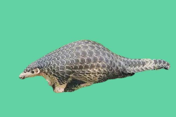 火命人适合养殖的动物有哪些?探讨与推荐 火命人适合养殖的动物有哪些?探讨与推荐