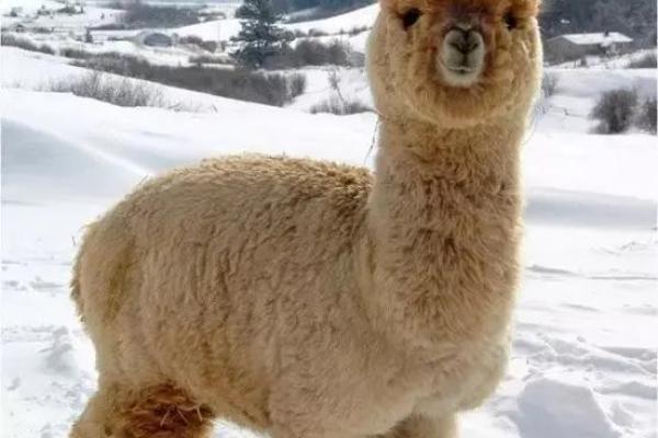 火命人适合养殖的动物有哪些?探讨与推荐 火命人适合养殖的动物有哪些?探讨与推荐