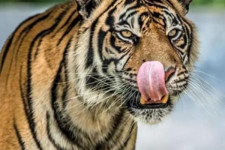 大金虎：命运与性格的奥秘解析