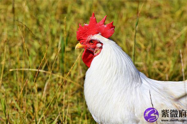 揭秘木命鸡的职业选择:适合你的理想工作是什么? 揭秘木命鸡的职业选择:适合你的理想工作是什么?