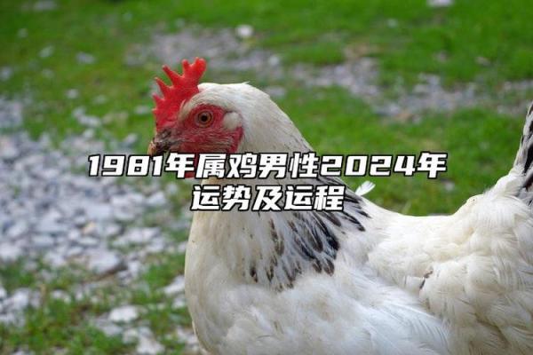 属鸡的1981年生人命运解析：聪慧与挑战的平衡之道