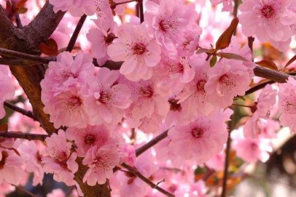 揭秘桃花命:命理中桃花运的神秘与迷人之处 揭秘桃花命:命理中桃花运的神秘与迷人之处