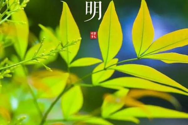 绿色代表生命的象征：探寻其背后的科学与文化意义