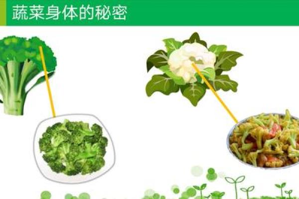 细长蔬菜的美味与健康：探秘其中的秘密与用途