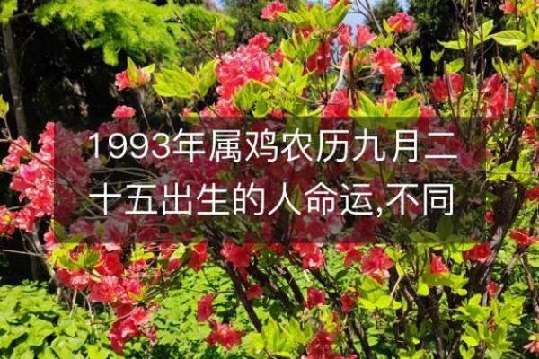 93年属鸡的人命运解析：揭开属鸡人的神秘面纱