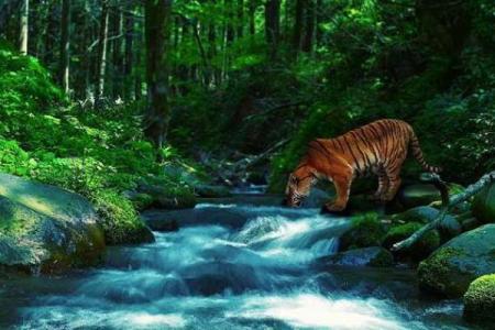 属虎的火命与最佳婚配，揭开幸福生活的秘密！