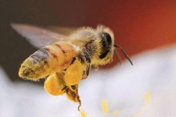 天生劳碌命的动物：从蚂蚁到蜜蜂的勤奋启示