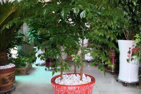 2023年最旺夫的花卉,助你家庭和谐幸福的秘诀! 2023年最旺夫的花卉,助你家庭和谐幸福的秘诀!