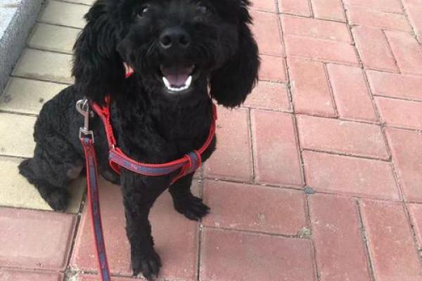 94年狗年出生者的命运与性格分析,揭示生活的秘密与机遇 94年狗年出生者的命运与性格分析,揭示生活的秘密与机遇