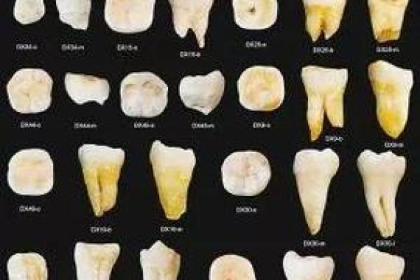 三十一颗牙齿:解读你命运的秘密武器 三十一颗牙齿:解读你命运的秘密武器