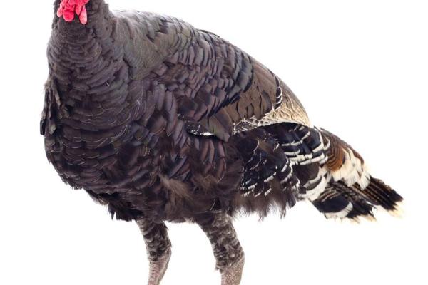 火鸡的颜色偏好:了解火鸡喜爱的色彩世界! 火鸡的颜色偏好:了解火鸡喜爱的色彩世界!