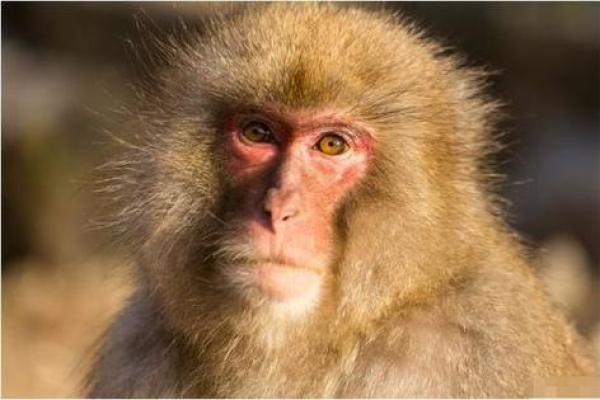 90年出生的猴子:命理解析与人生运势探讨 90年出生的猴子:命理解析与人生运势探讨