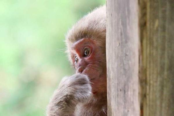 2018年属狗腊月出生的人命运分析与生活建议 2018年属狗腊月出生的人命运分析与生活建议