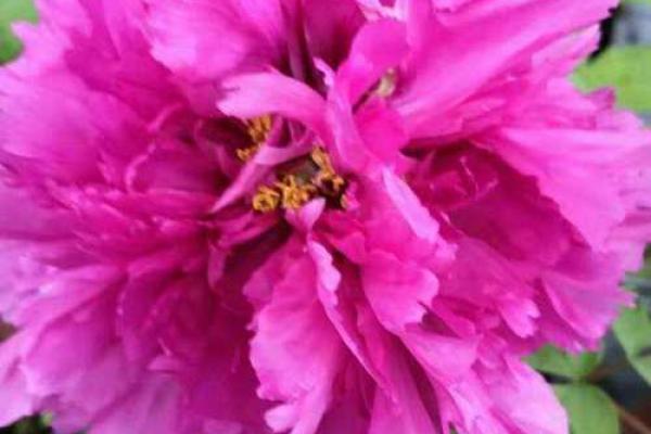 1955年属鸡的命运与生活智慧分享 1955年属鸡的命运与生活智慧分享