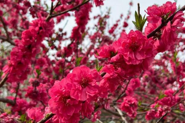 命理桃花的优势与魅力,如何增添生活色彩? 命理桃花的优势与魅力,如何增添生活色彩?