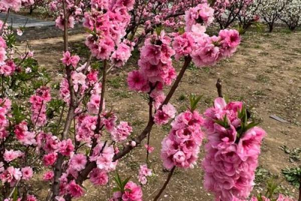 命理桃花的优势与魅力,如何增添生活色彩? 命理桃花的优势与魅力,如何增添生活色彩?