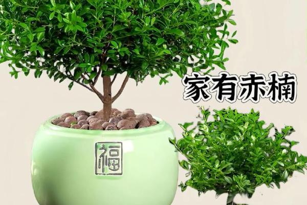 揭秘金丝楠木命的特性与适合的木材选择! 揭秘金丝楠木命的特性与适合的木材选择!