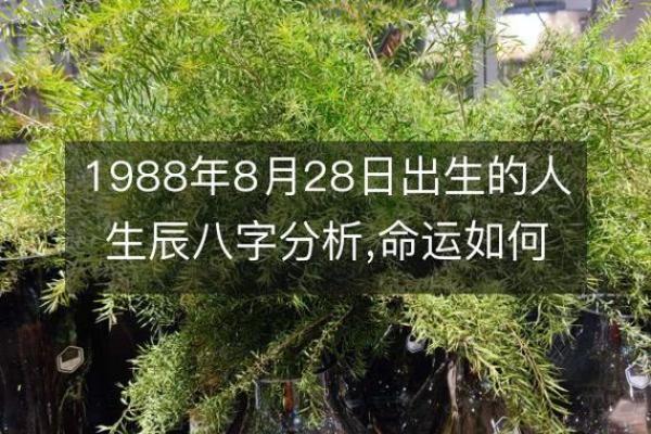 1973年腊月命理解析：那年出生的人究竟有怎样的命运？