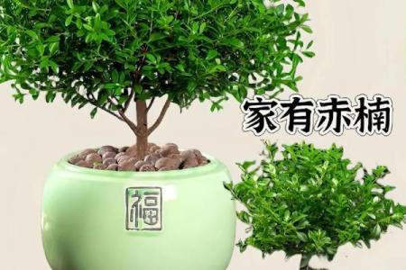 揭秘金丝楠木命的特性与适合的木材选择！