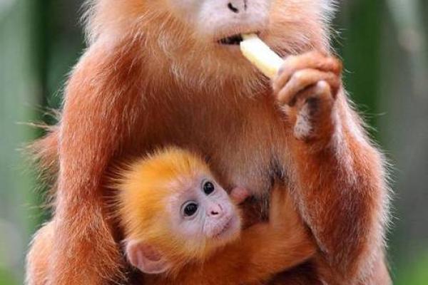 1990年出生的猴年人：命运与机遇的交织