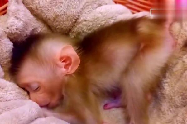 1990年出生的猴子命：聪明机智，灵动人生的探索之旅