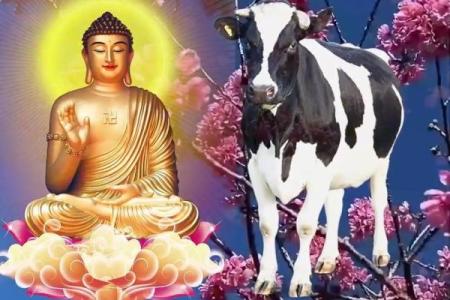 2008年属牛：坚韧与智慧的结合，命运之路如何开启？