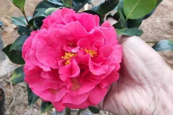 如何根据命理选择适合养活花卉的主人,让花卉更添生机与美感? 如何根据命理选择适合养活花卉的主人,让花卉更添生机与美感?