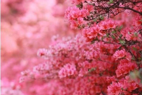 如何根据命理选择适合养活花卉的主人,让花卉更添生机与美感? 如何根据命理选择适合养活花卉的主人,让花卉更添生机与美感?