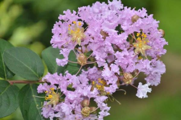 探秘81属鸡女人的命运:聪慧与奋斗的结合之道 探秘81属鸡女人的命运:聪慧与奋斗的结合之道