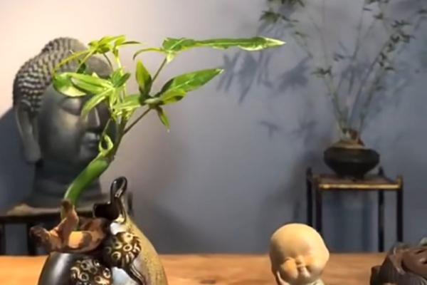 探秘81属鸡女人的命运:聪慧与奋斗的结合之道 探秘81属鸡女人的命运:聪慧与奋斗的结合之道