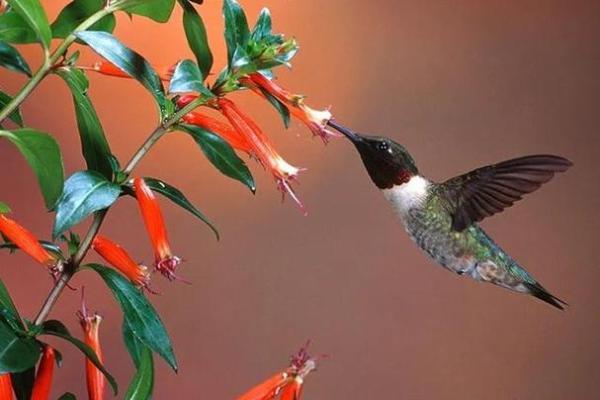 属猪火命者的生活建议与注意事项:火焰般的激情与挑战 属猪火命者的生活建议与注意事项:火焰般的激情与挑战