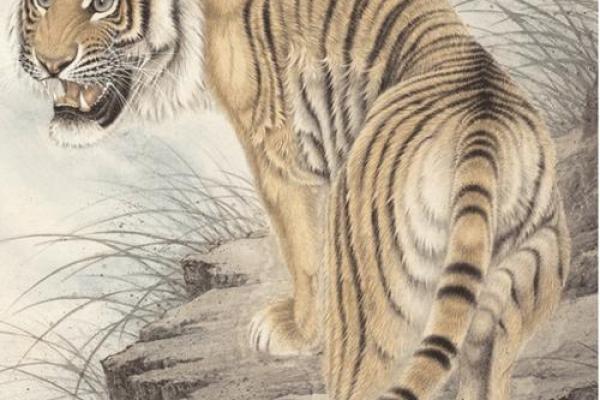 属虎之人:解密凶星入命的命运密码! 属虎之人:解密凶星入命的命运密码!