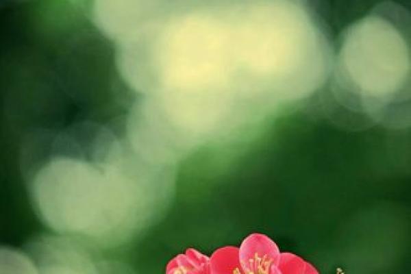 50岁属什么生肖、命格解析,人生智慧与心灵成长的探索之旅 50岁属什么生肖、命格解析,人生智慧与心灵成长的探索之旅