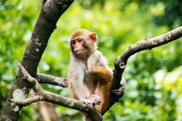 农历2016年属猴的人命运解析与生活智慧 农历2016年属猴的人命运解析与生活智慧