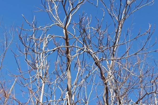 丙子年腊月十一:解密命理中的独特人生轨迹与机遇 丙子年腊月十一:解密命理中的独特人生轨迹与机遇