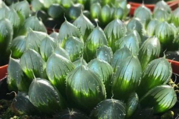 金命属鸡人士适合的植物:助运旺财与健康的绿色伴侣 金命属鸡人士适合的植物:助运旺财与健康的绿色伴侣