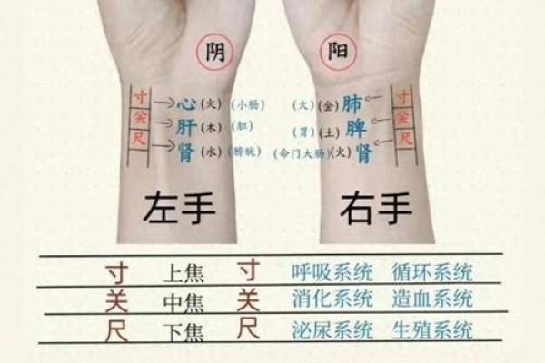 把脉的命——探秘脉象之奥秘与健康密码 把脉的命——探秘脉象之奥秘与健康密码