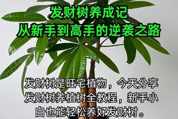 水命之人如何养殖招财植物,助你财源滚滚来! 水命之人如何养殖招财植物,助你财源滚滚来!
