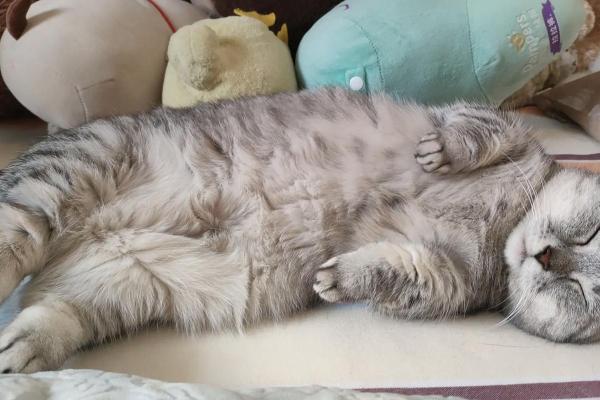 视猫如命,乐趣如影随形——与猫咪共度的美好时光 视猫如命,乐趣如影随形——与猫咪共度的美好时光