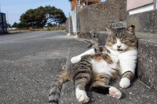 视猫如命,乐趣如影随形——与猫咪共度的美好时光 视猫如命,乐趣如影随形——与猫咪共度的美好时光