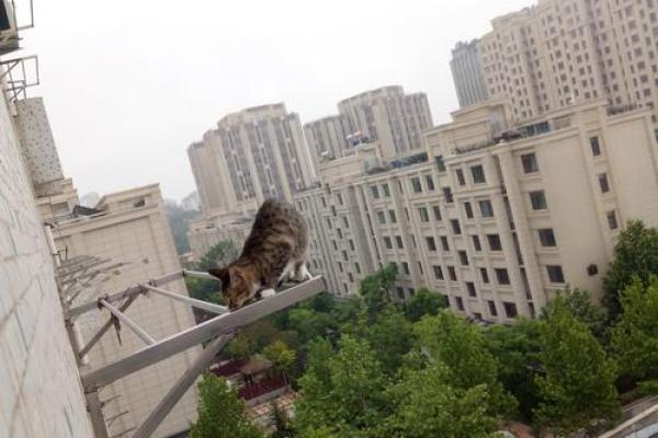 神秘传说:猫的九条命寓意与象征解读 神秘传说:猫的九条命寓意与象征解读